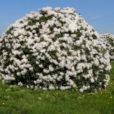 Rhododendron cunninghams white: zimska otpornost, sadnja i njega, fotografija